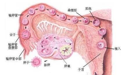 催/泌乳素导致不排卵