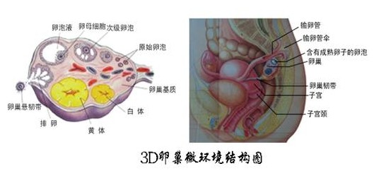 女人不排卵怎么治疗