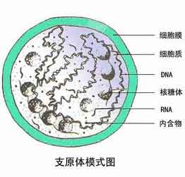 支原体衣原体有什么症状