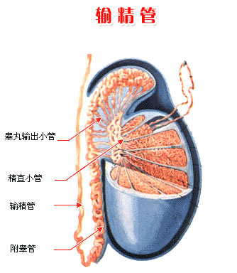 治疗输精管怎么治疗好