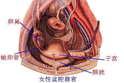 盆腔粘连是怎么引起的