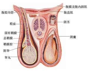 睾丸异常治疗方法
